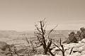 _DSC0565