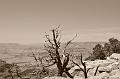 _DSC0567